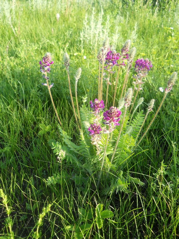 Image of Oxytropis campanulata specimen.