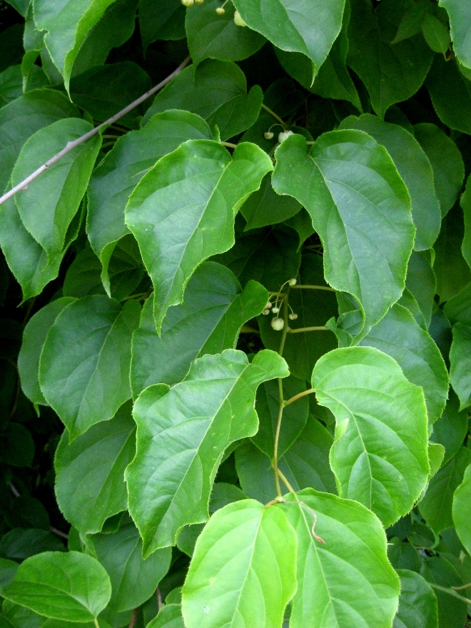 Изображение особи Actinidia arguta.