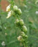 Linaria ruthenica