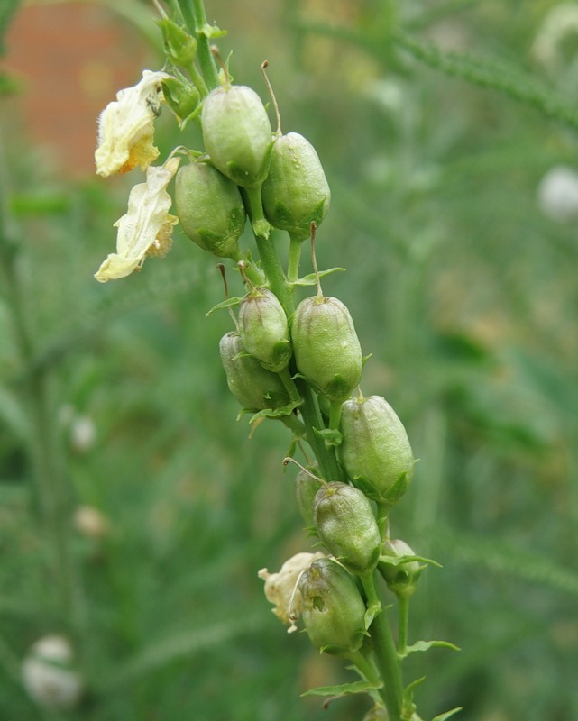 Изображение особи Linaria ruthenica.