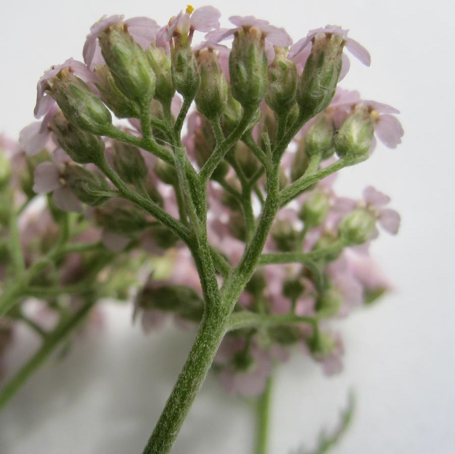 Image of Achillea millefolium specimen.