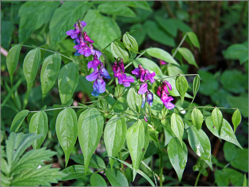 Изображение особи Lathyrus vernus.