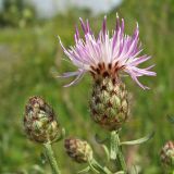 Centaurea stoebe. Верхушка цветущего растения. Украина, Донецкая обл., Славянский р-н, окр. с. Татьяновка, меловой склон на правом берегу р. Северский Донец. 09.07.2011.