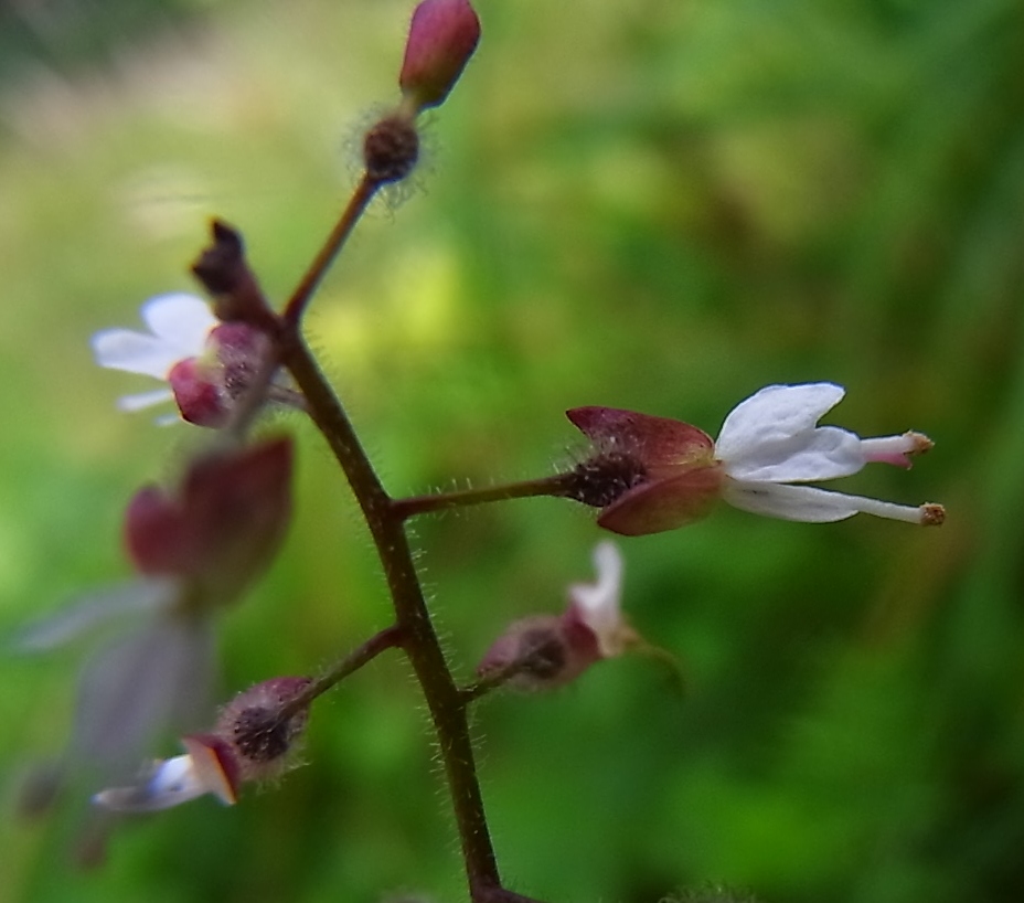 Image of Circaea lutetiana specimen.