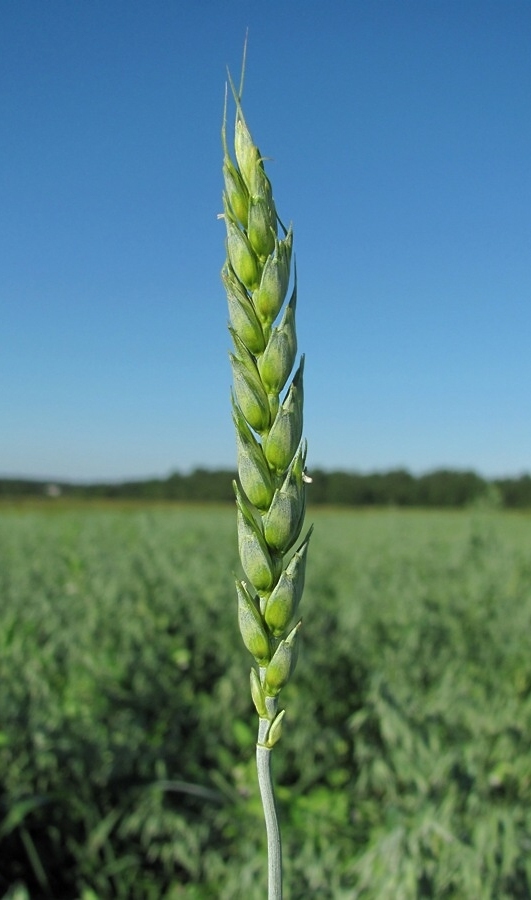 Изображение особи Triticum aestivum.