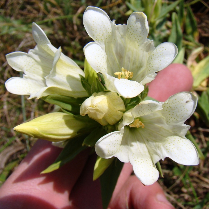 Image of Gentiana gelida specimen.