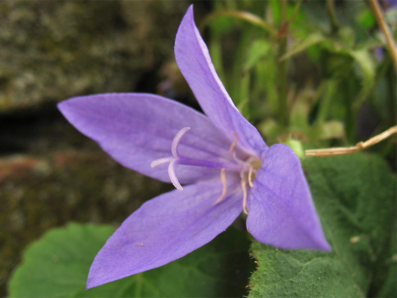 Изображение особи Campanula garganica.