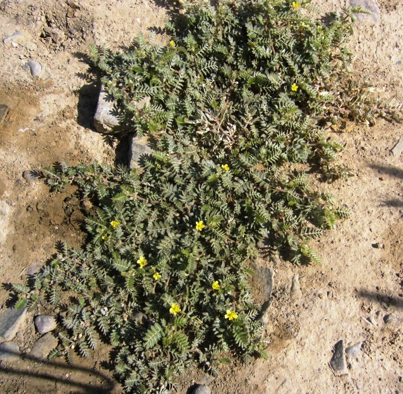 Image of Tribulus terrestris specimen.