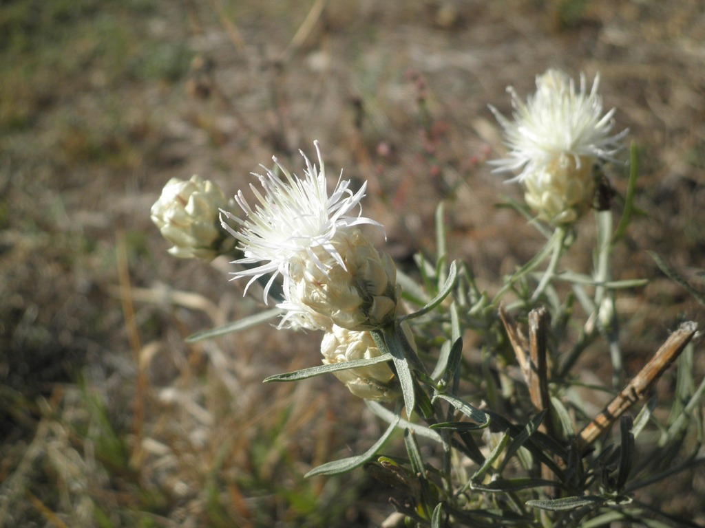 Image of Centaurea margaritacea specimen.