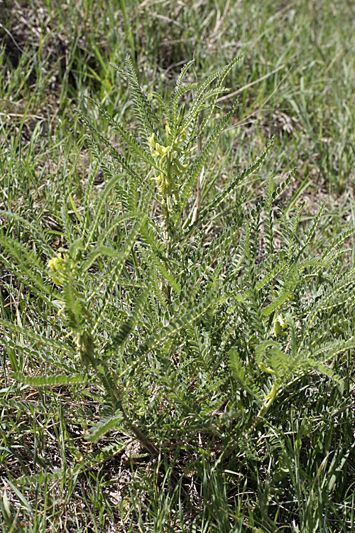 Изображение особи Astragalus turkestanus.