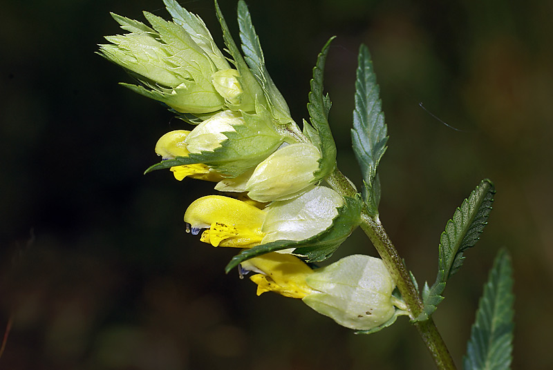 Image of genus Rhinanthus specimen.