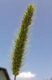 Setaria viridis