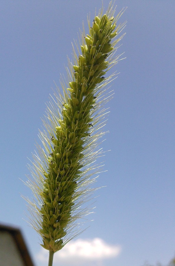 Image of Setaria viridis specimen.