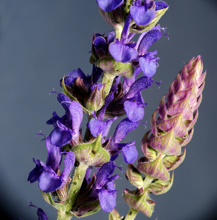 Изображение особи Salvia tesquicola.