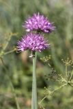 Allium carolinianum. Верхушка побега с соцветием. Южный Казахстан, Таласский Алатау, ущелье Коксай. 20.07.2010.