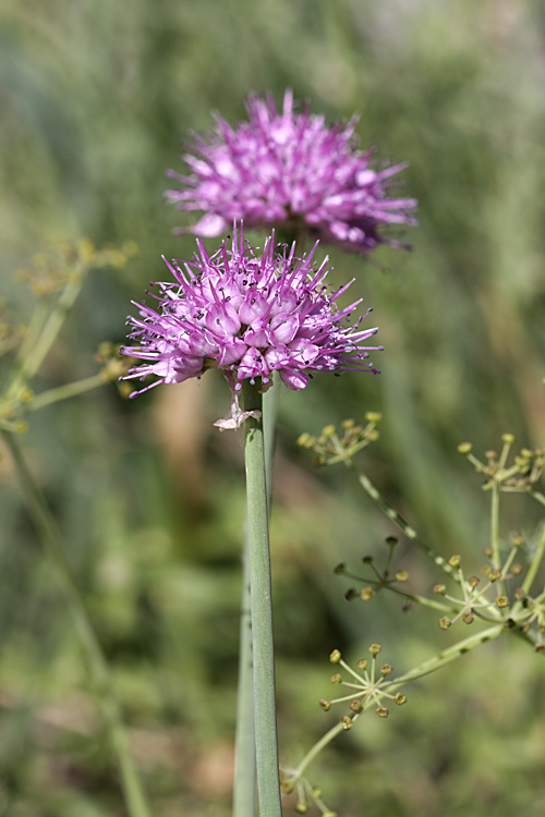 Изображение особи Allium carolinianum.