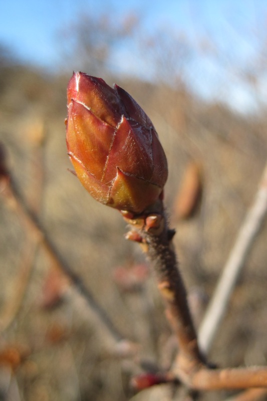 Image of Rhododendron luteum specimen.