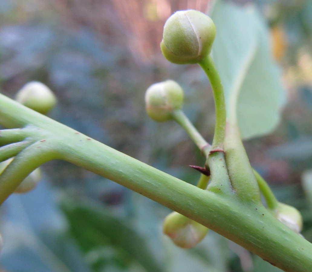 Image of Laurus nobilis specimen.