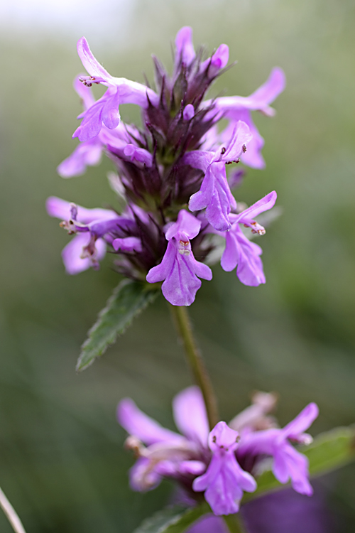 Image of Betonica betoniciflora specimen.