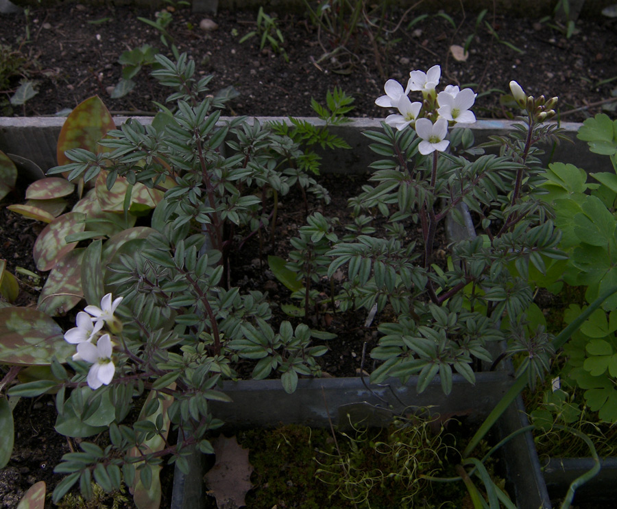 Image of Cardamine bipinnata specimen.