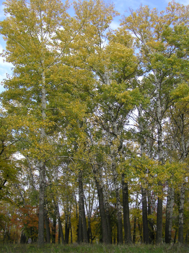 Image of Populus alba specimen.