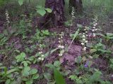 Pyrola rotundifolia. Цветущие растения под пологом разреженного березняка. Курская обл., Железногорский р-н, р. Песочная, за плотиной хвостохранилища МГОКа. 28 мая 2008 г.