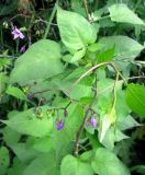 Solanum dulcamara. Средняя часть растения с соцветиями. Нижегородская обл., Кстовский р-н, пойма р. Кудьма, край пашни. 14.07.2011.