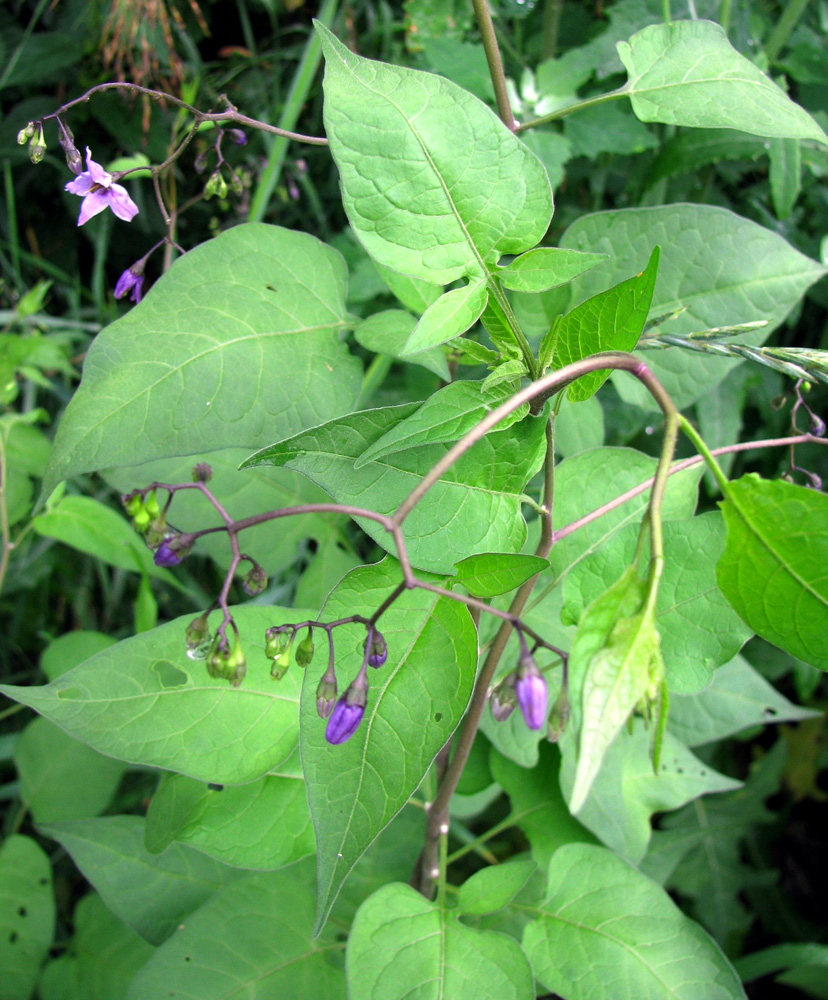 Изображение особи Solanum dulcamara.