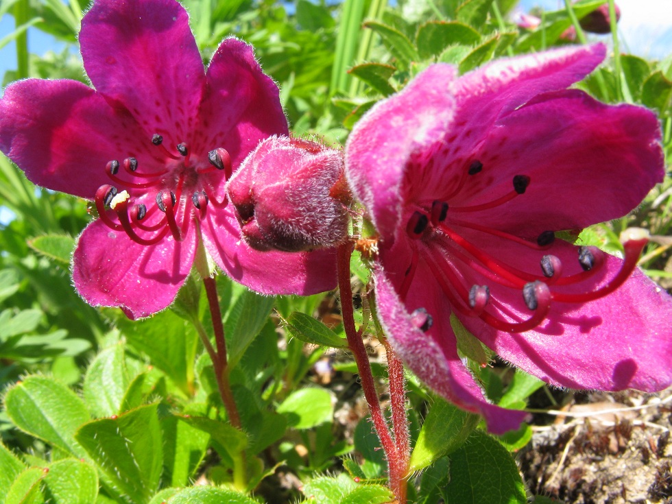 Image of Rhododendron camtschaticum specimen.