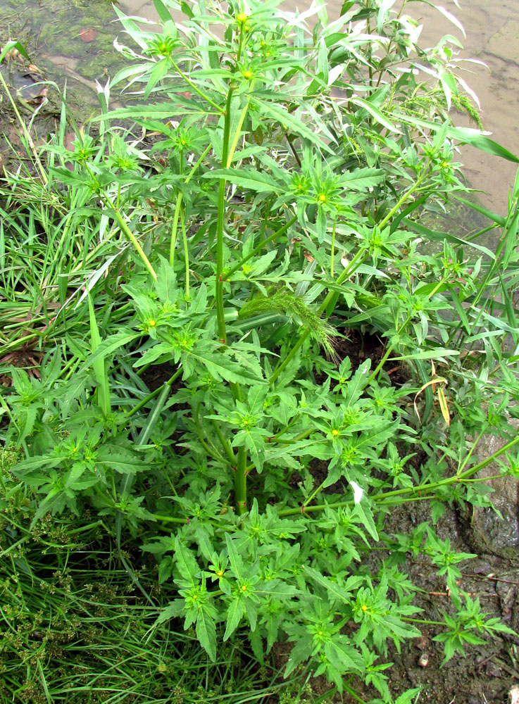 Image of Bidens &times; polakii specimen.