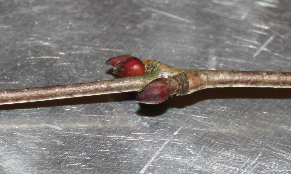 Image of Cercidiphyllum japonicum specimen.