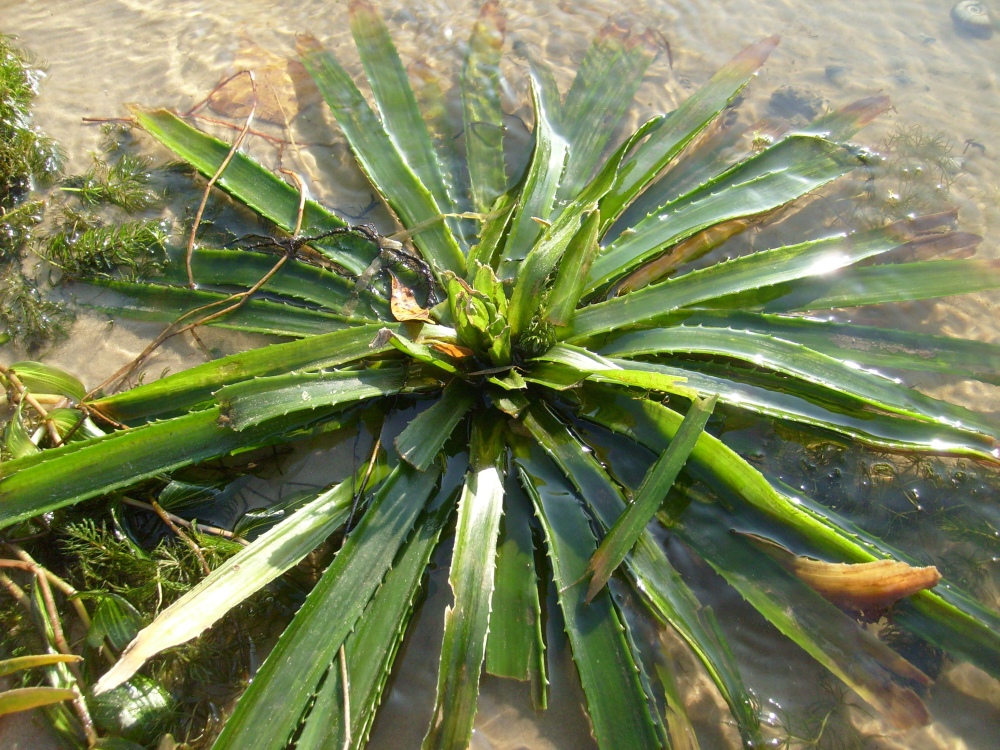 Image of Stratiotes aloides specimen.