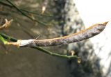 Spartium junceum