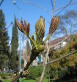 Juglans regia