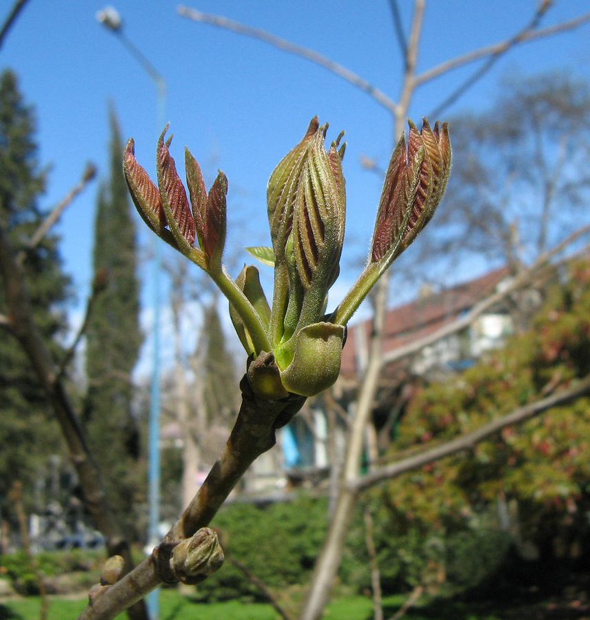Image of Juglans regia specimen.