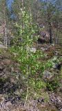 Betula pendula. Молодое дерево на скальном грунте. Свердловская обл., окр. г. Североуральск, район известнякового карьера. 15.06.2011.