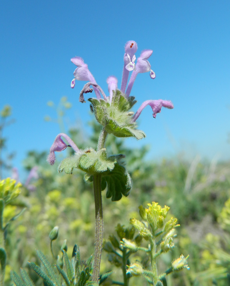 Image of Lamium amplexicaule specimen.