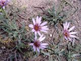 Tragopogon collinus