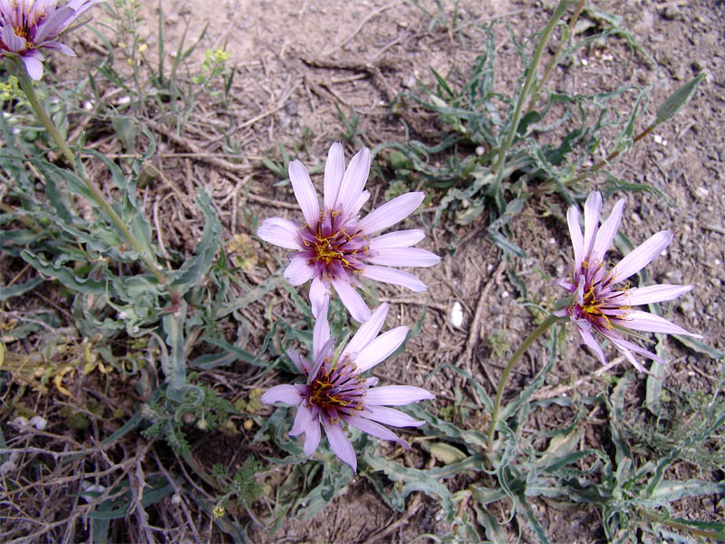 Изображение особи Tragopogon collinus.