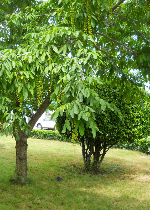 Image of Pterocarya fraxinifolia specimen.