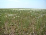 Stipa anomala