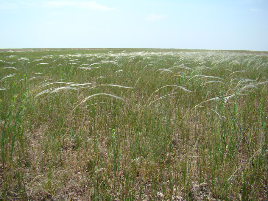 Изображение особи Stipa anomala.