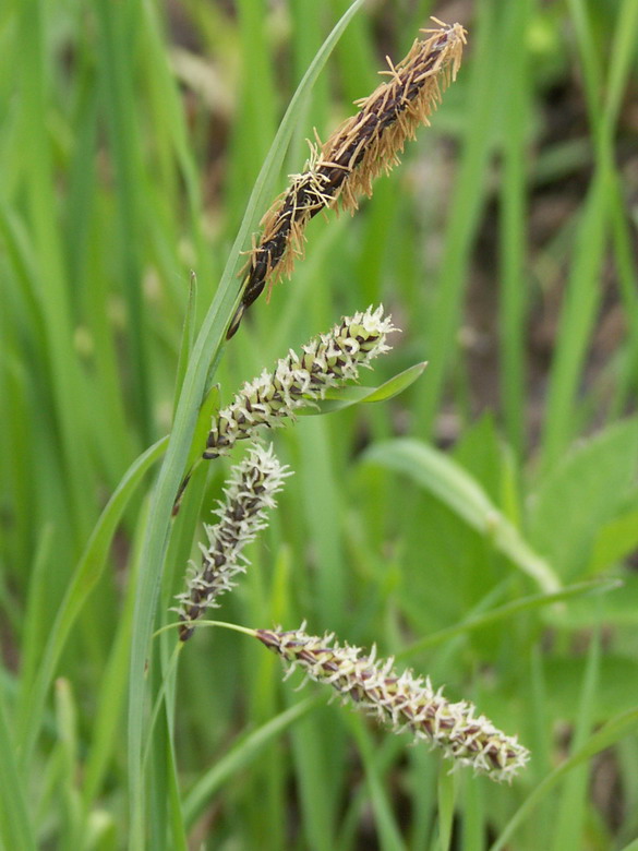 Image of Carex flacca specimen.