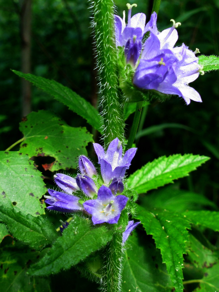 Изображение особи Campanula cervicaria.