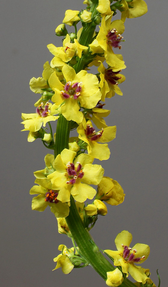 Изображение особи Verbascum nigrum.