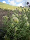 Cirsium obvallatum. Зацветающее растение. Кабардино-Балкария, верховья р. Малка, 2200 м н.у.м. 21.07.2012.