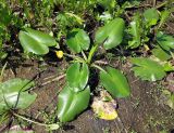 Nuphar lutea