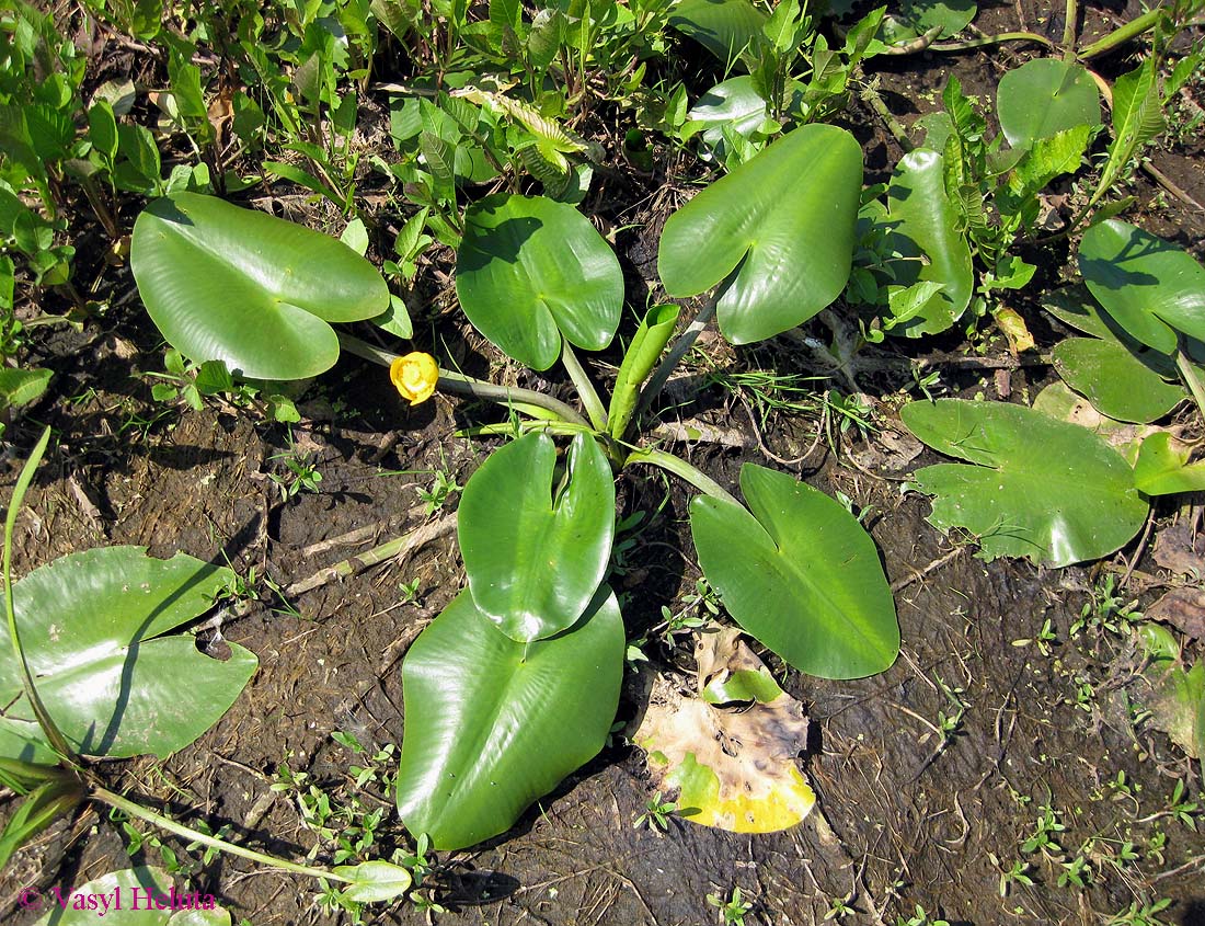 Image of Nuphar lutea specimen.