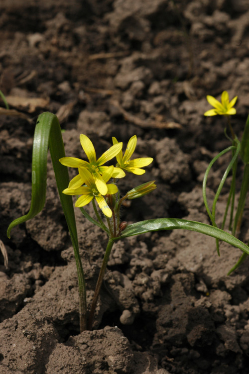 Изображение особи Gagea filiformis.