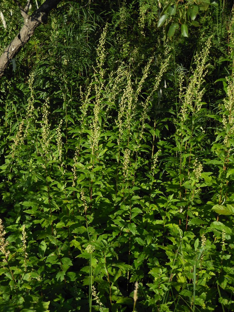 Image of Artemisia stolonifera specimen.